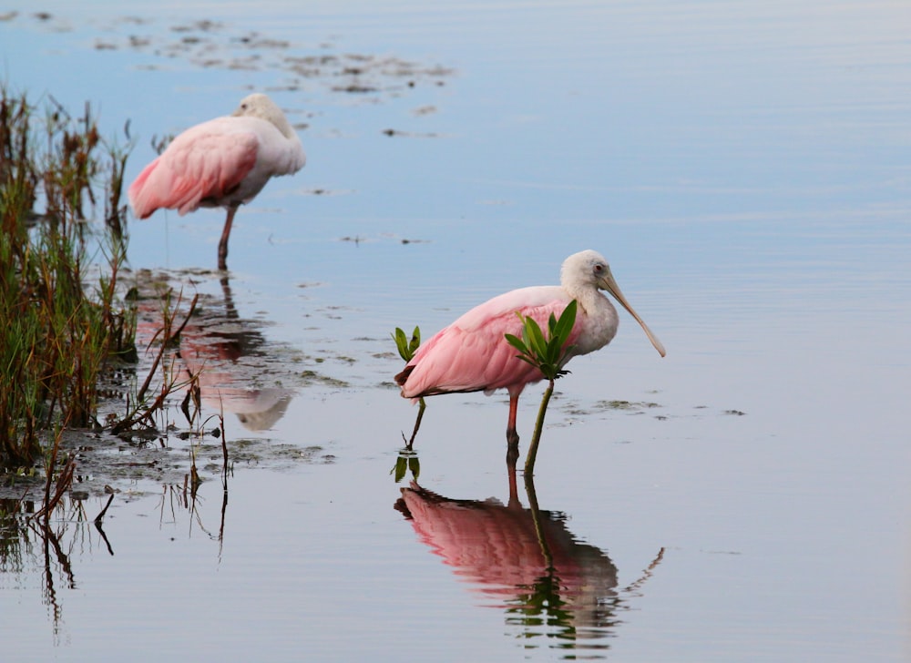 two pink birds in water