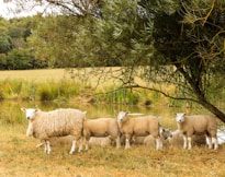a group of sheep in a field