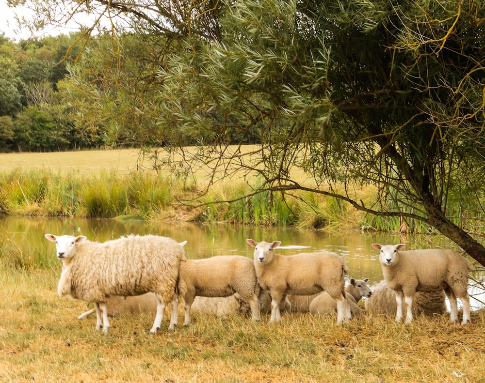 a group of sheep in a field