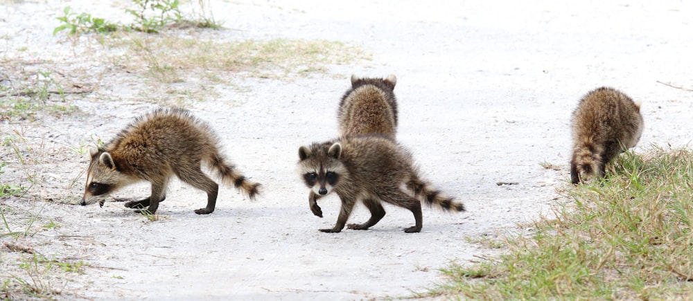 a group of raccoons walking on a road