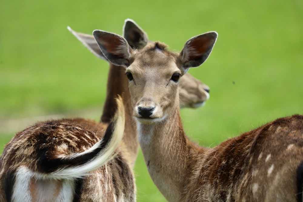 a couple deer looking at the camera