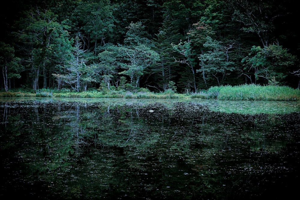 a pond surrounded by trees