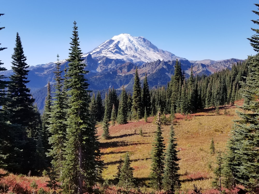 a snowy mountain in the distance