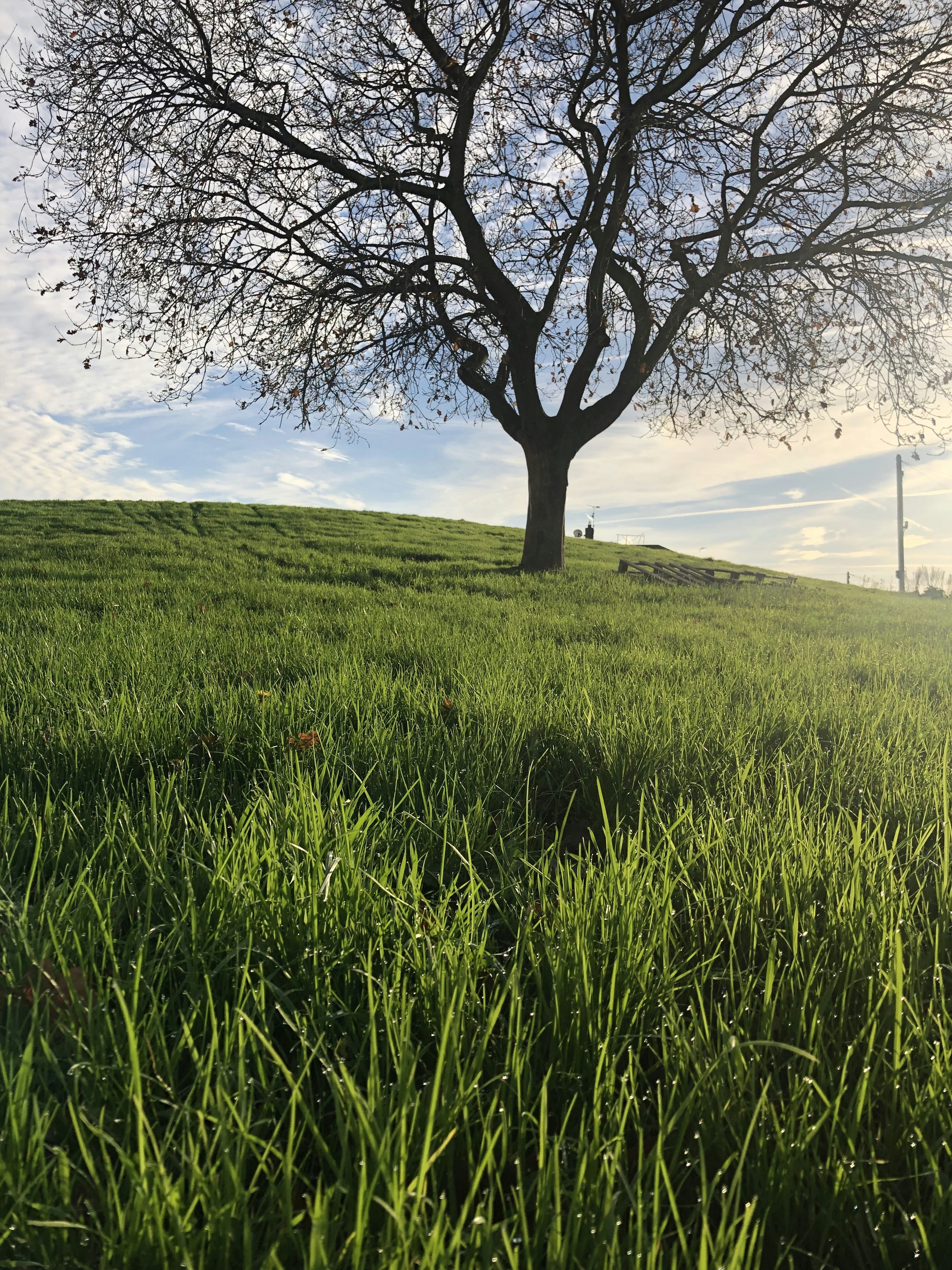 A tree in a grassy field photo – Free Grass Image on Unsplash