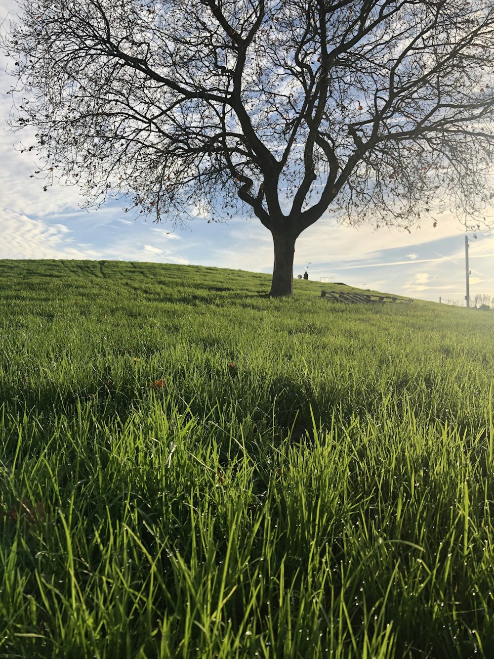 Un albero in un campo erboso