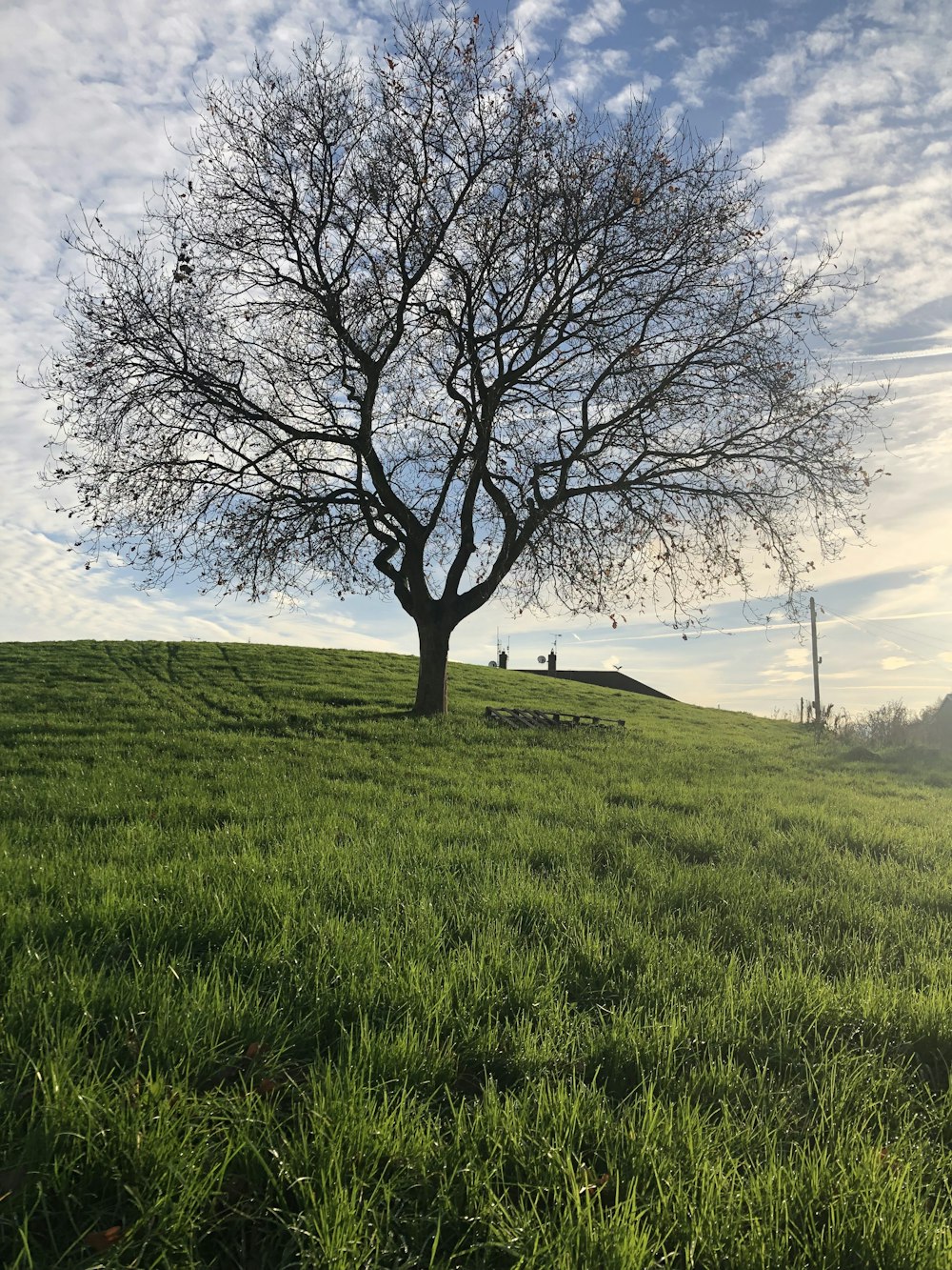 a tree in a field