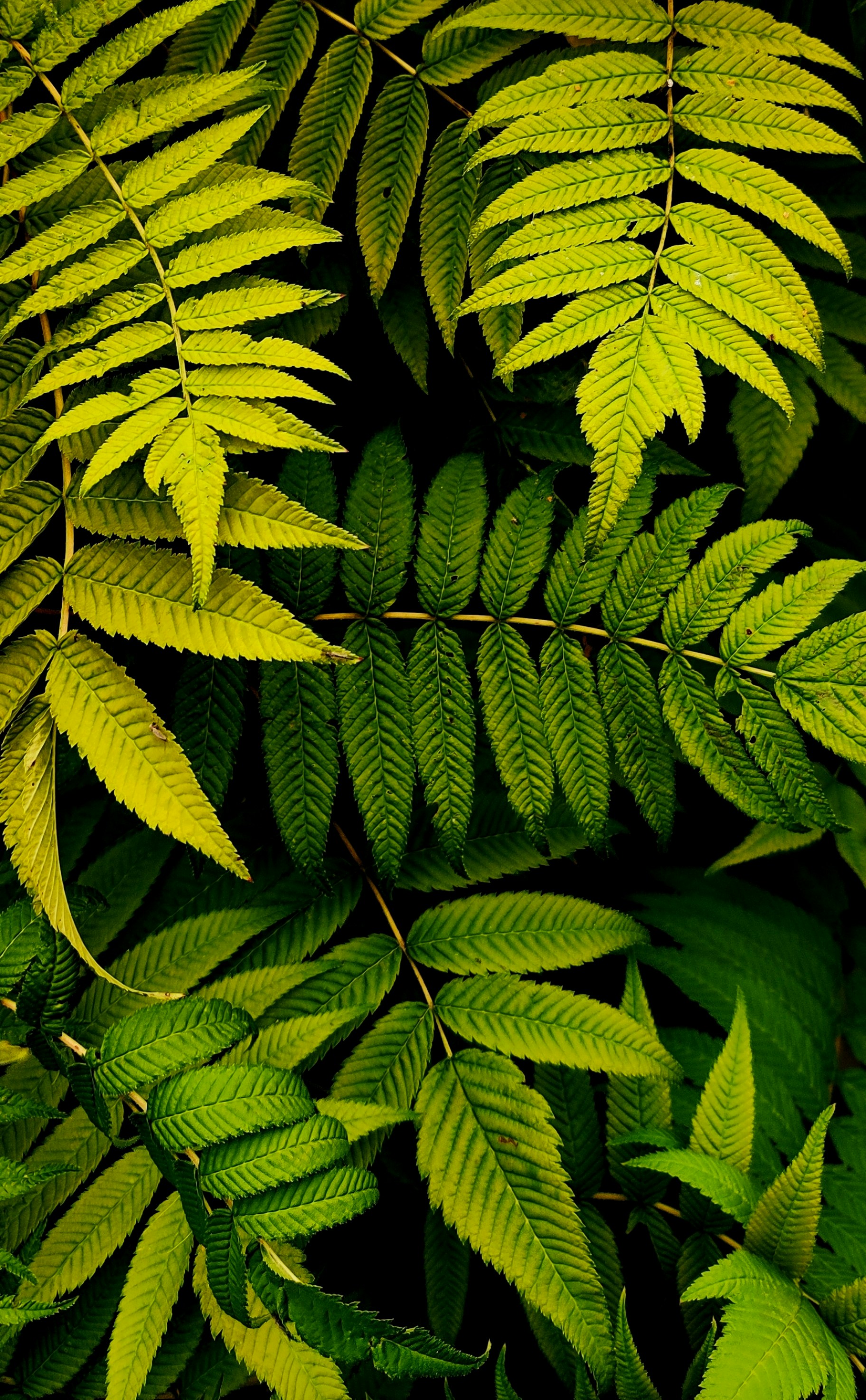 a group of green leaves
