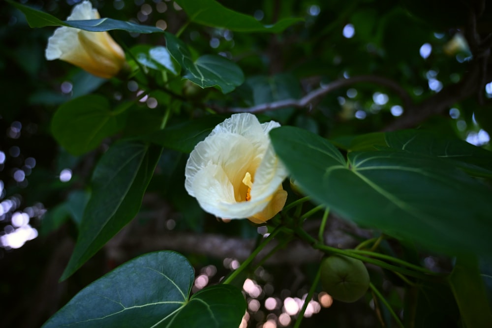 a yellow flower on a tree