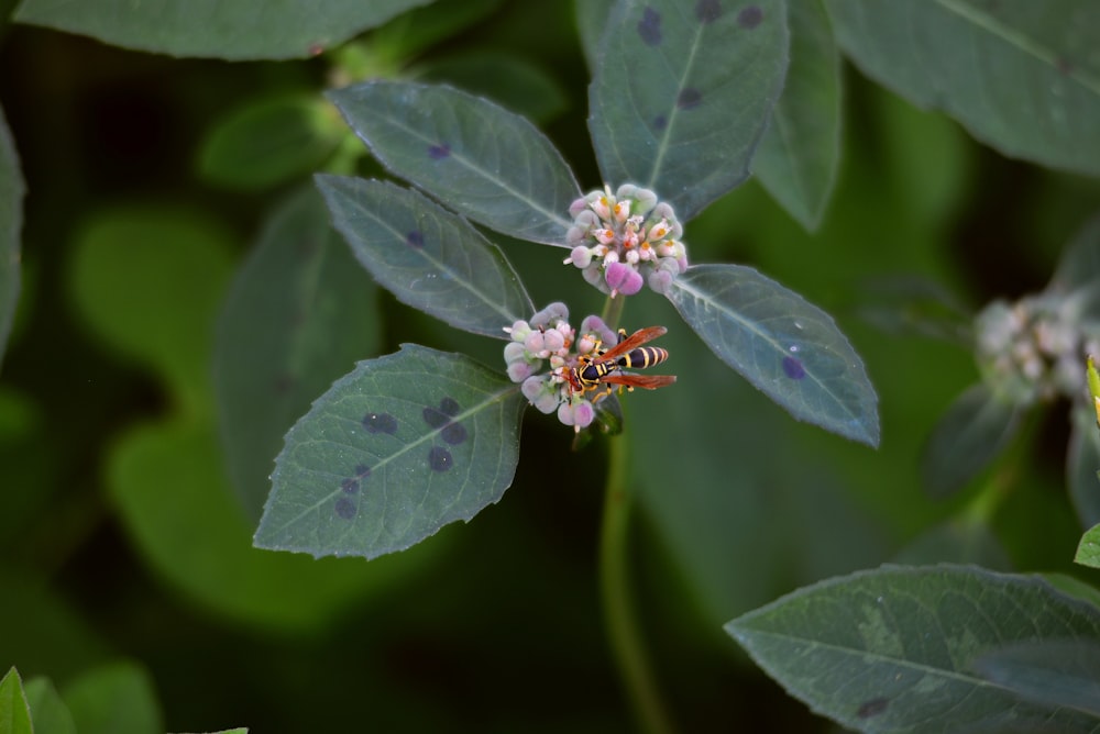 a close up of a flower