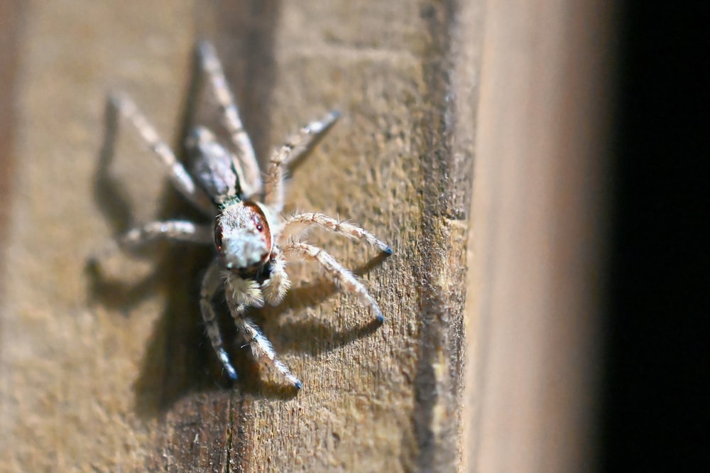 a spider on a wood surface