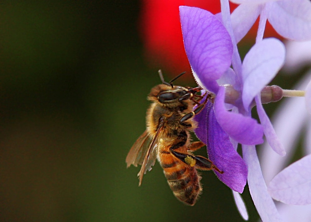 Una abeja en una flor