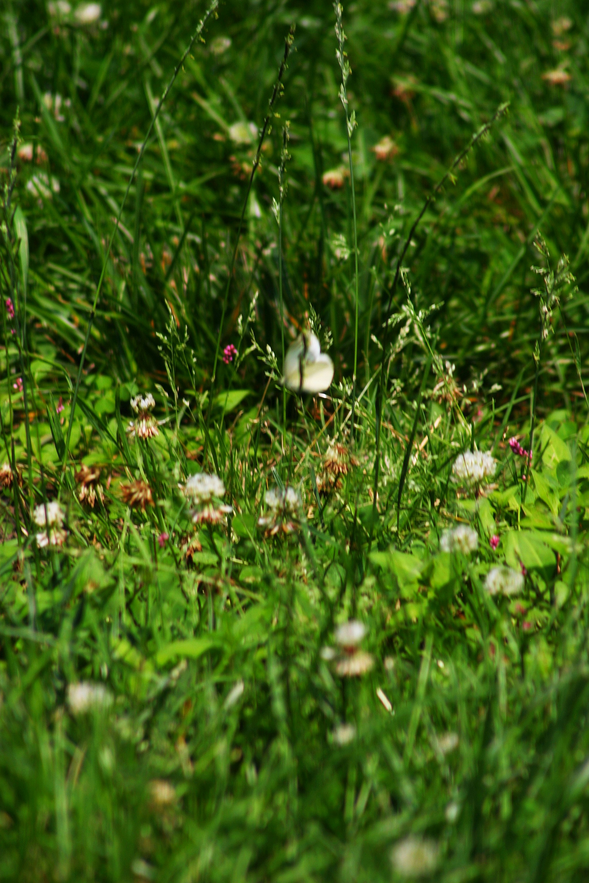 Ein weißer Vogel in einem Grasfeld