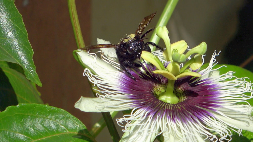 a bee on a flower