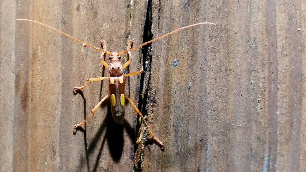 Un primo piano di un bug