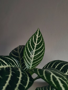 A close-up view of a tropical plant with dark green leaves featuring striking white veins. The leaves are glossy and have an oval shape with a pointed tip. The background is a muted, light-colored wall that contrasts with the vibrant leaf colors.