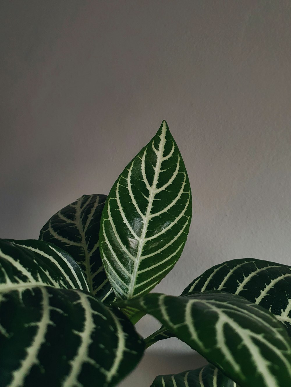 a group of green and white plants