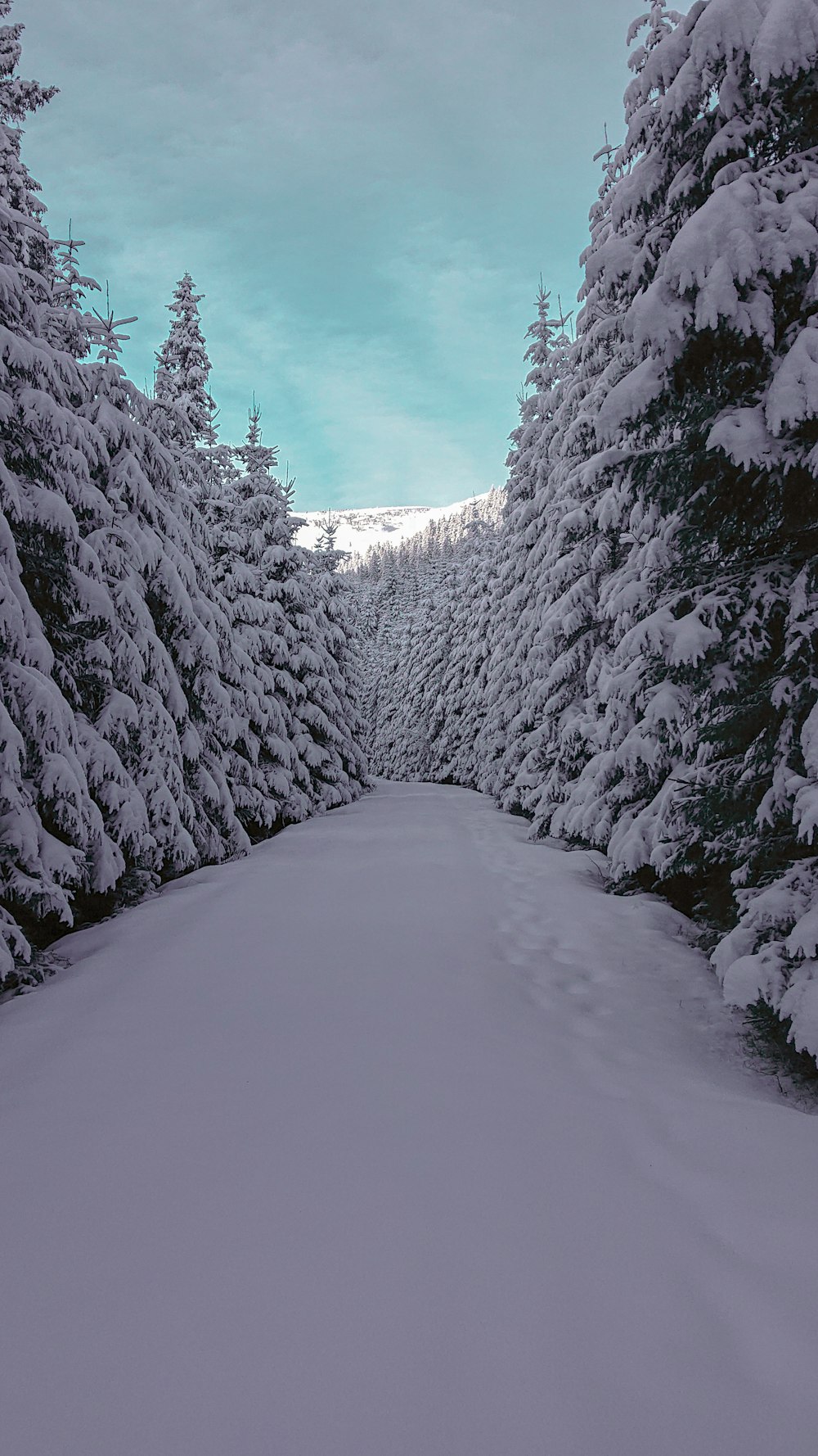 a snowy road with trees on either side of it