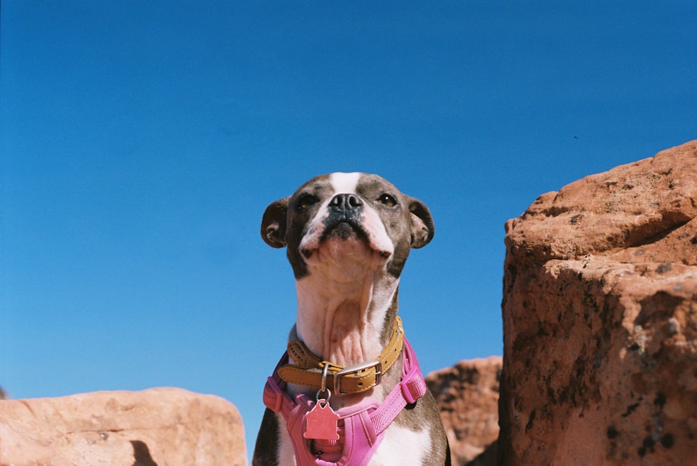 a dog standing on a rock