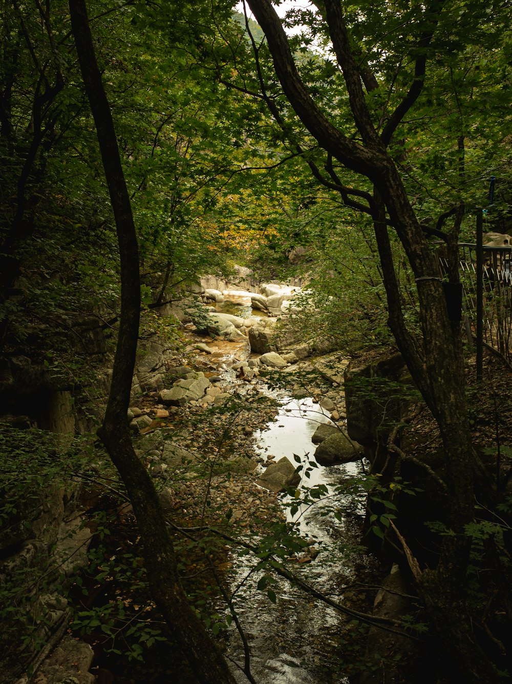 a river in a forest