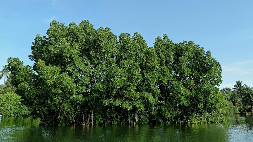 a group of trees next to a body of water