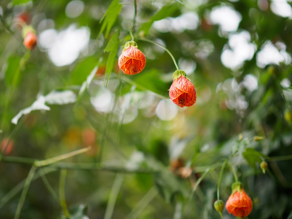 a group of red flowers