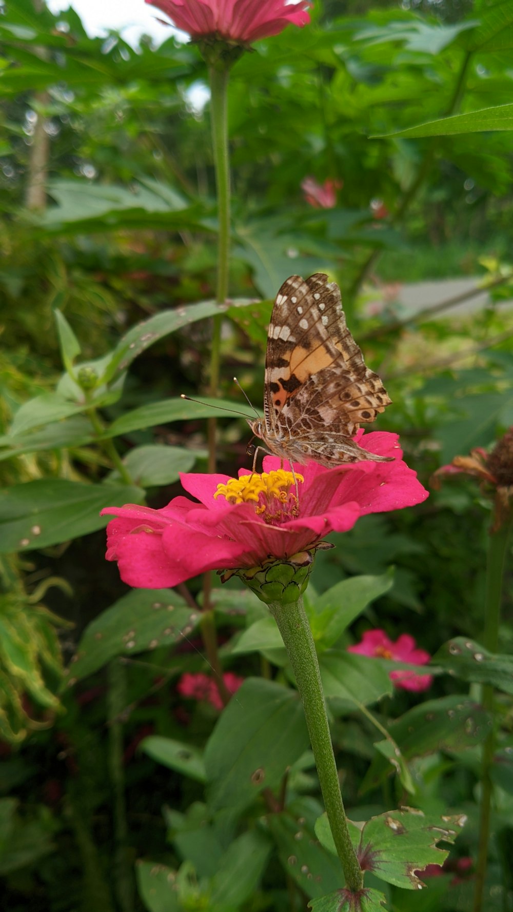 a butterfly on a flower