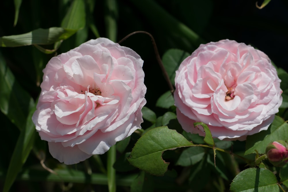 a couple pink flowers