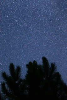 Starry night sky above the cottage with silhouettes of pine trees in the foreground