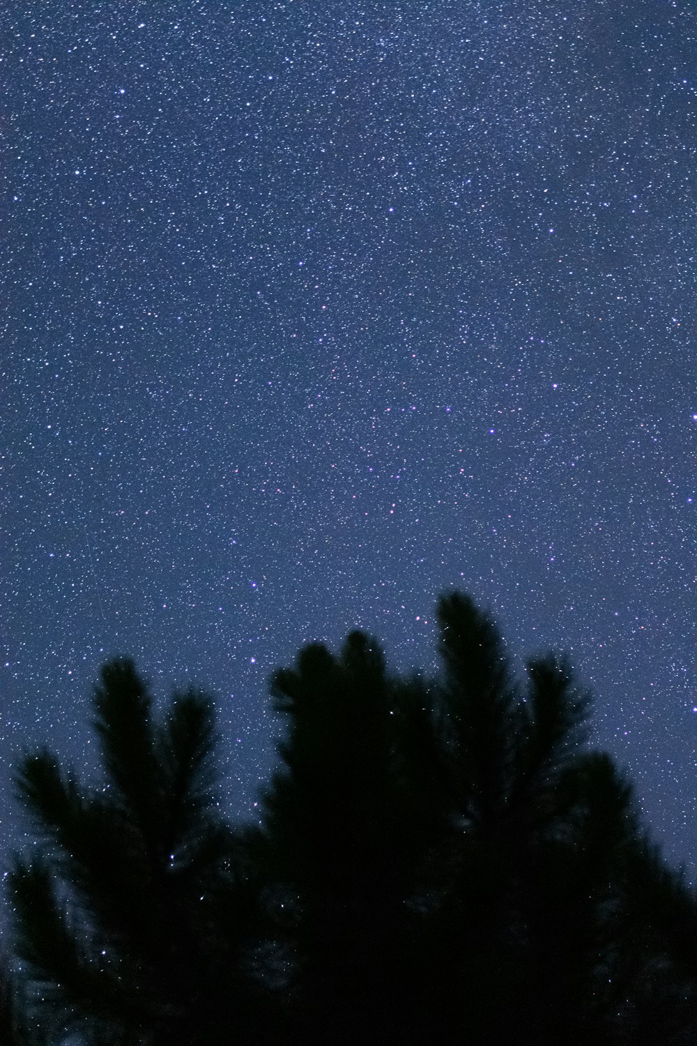 silhouettes of trees and stars in the sky