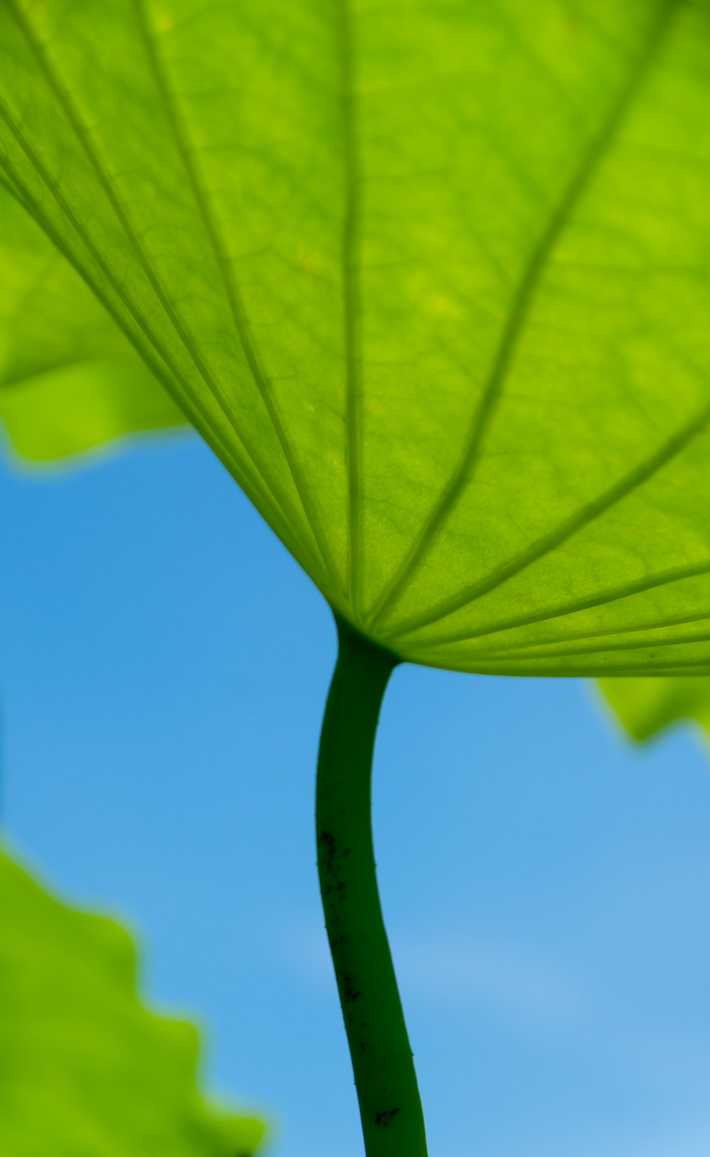 a close-up of a leaf