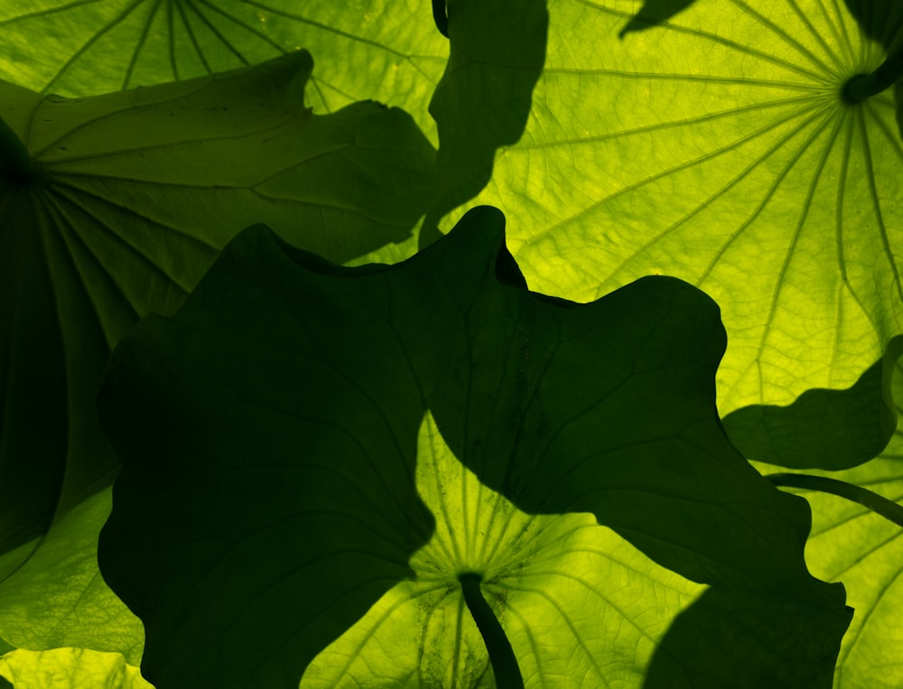 a green leaf with a black center