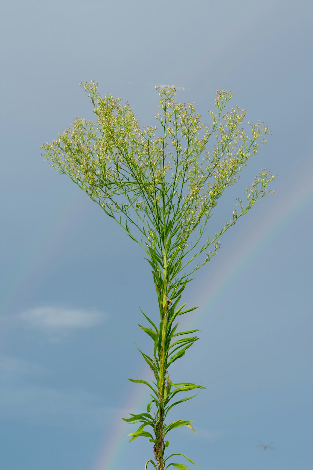 a plant with leaves