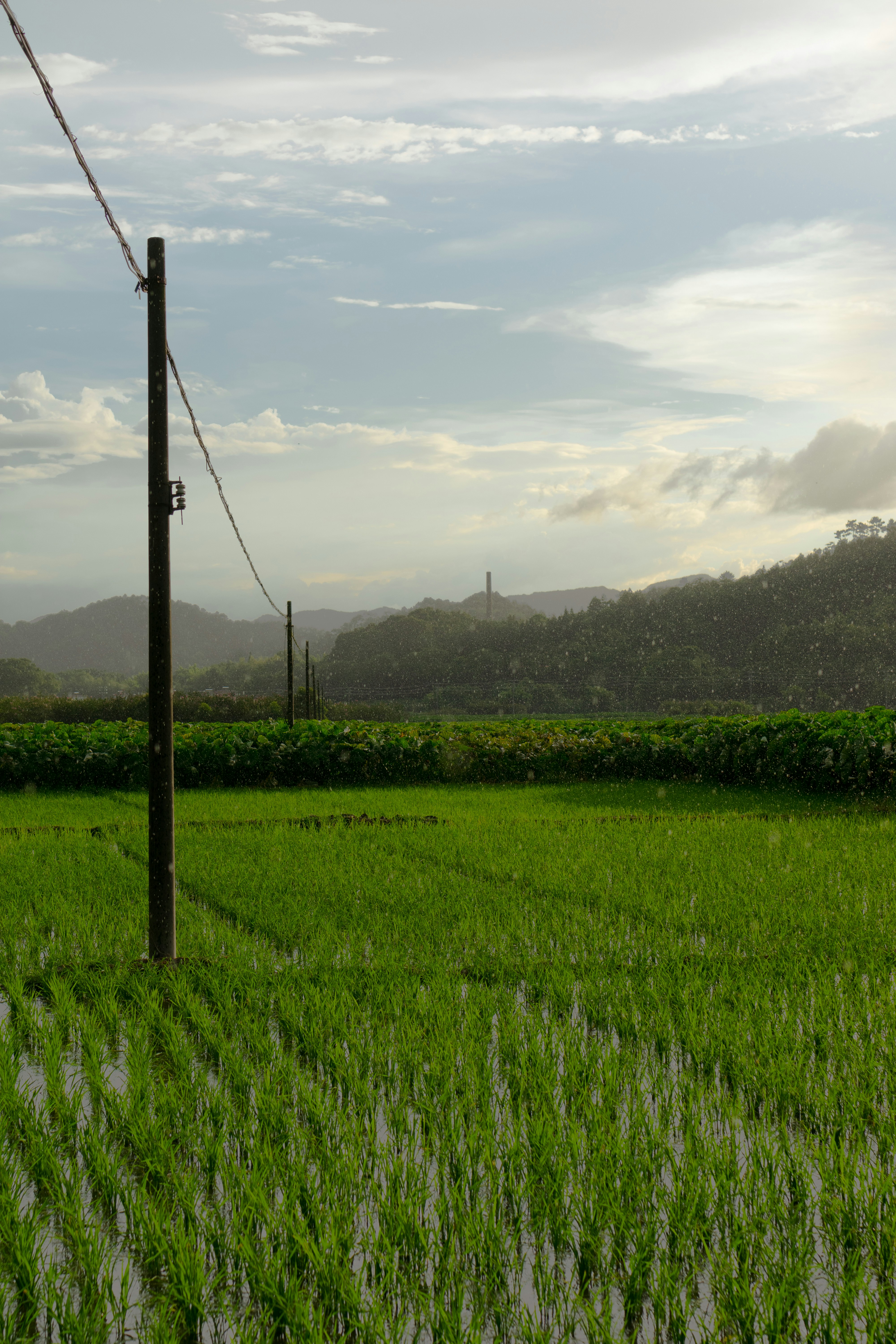 a field of green plants