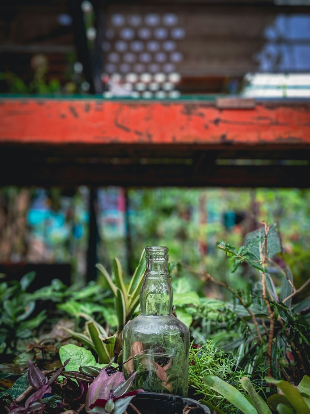 una bottiglia di alcol in un giardino