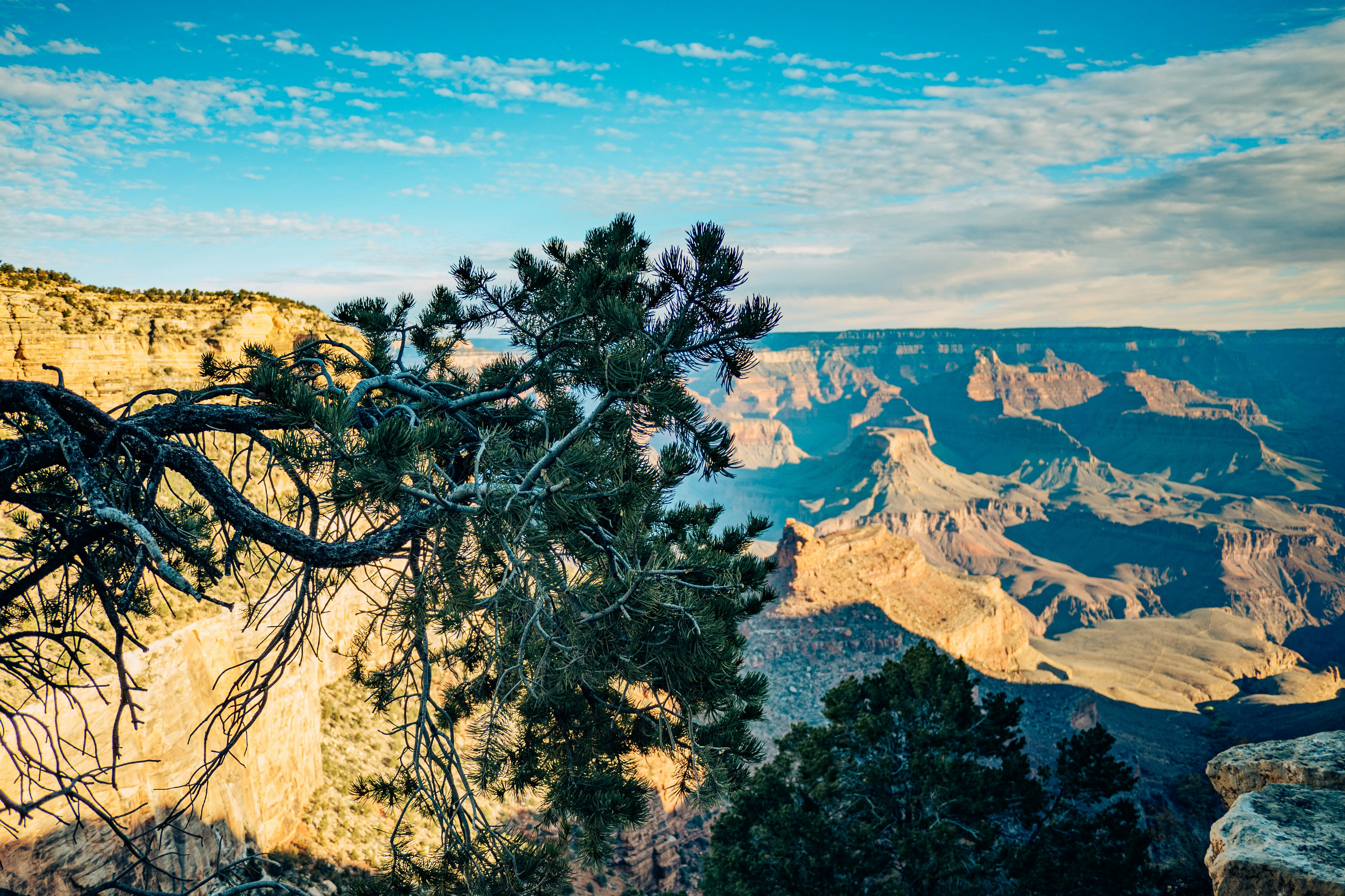 a tree with a canyon in the background, Grand Canyon, on the way down