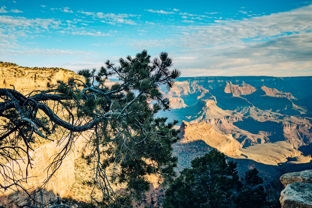 a tree with a canyon in the background