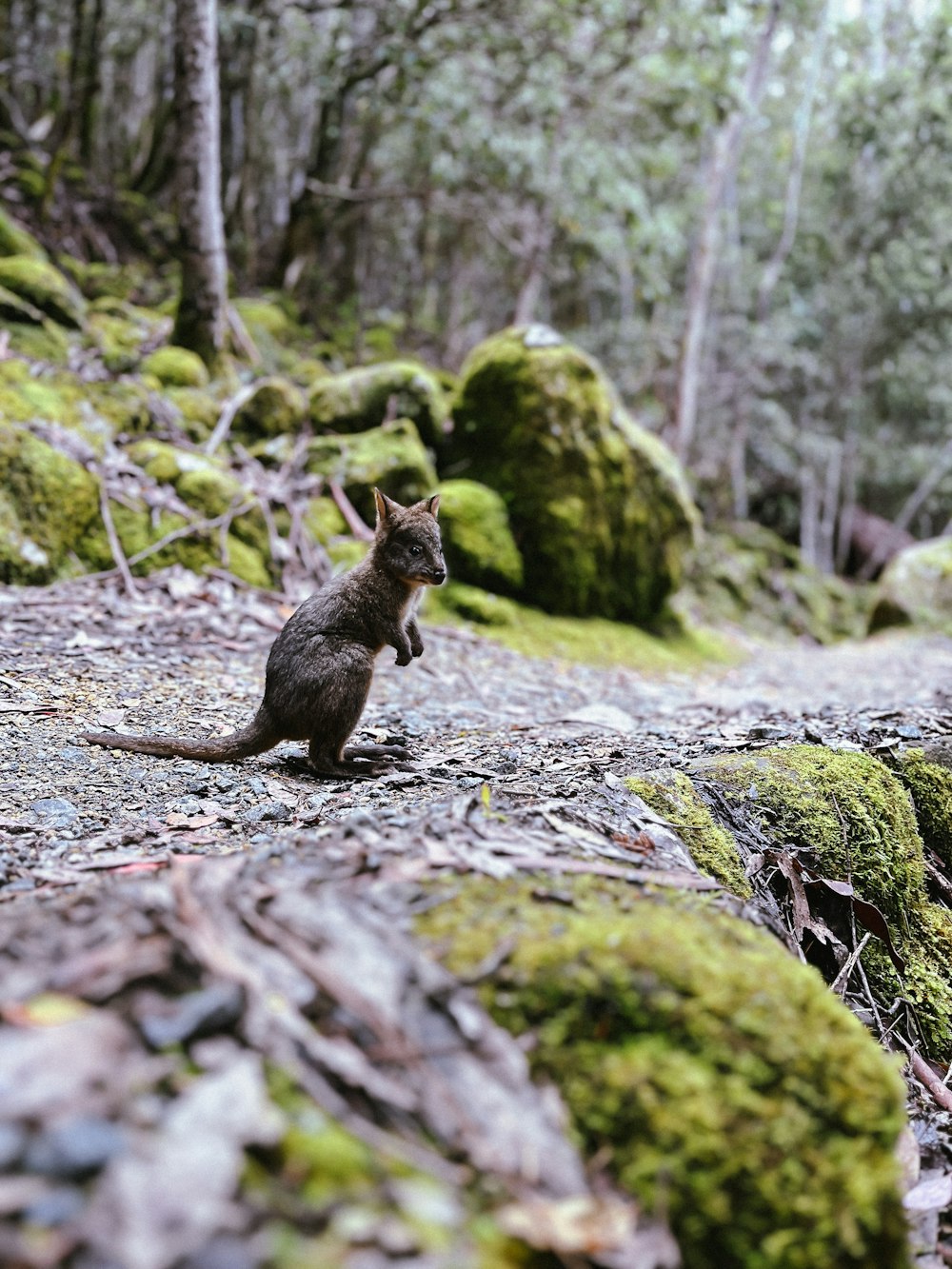 a squirrel standing on a rock