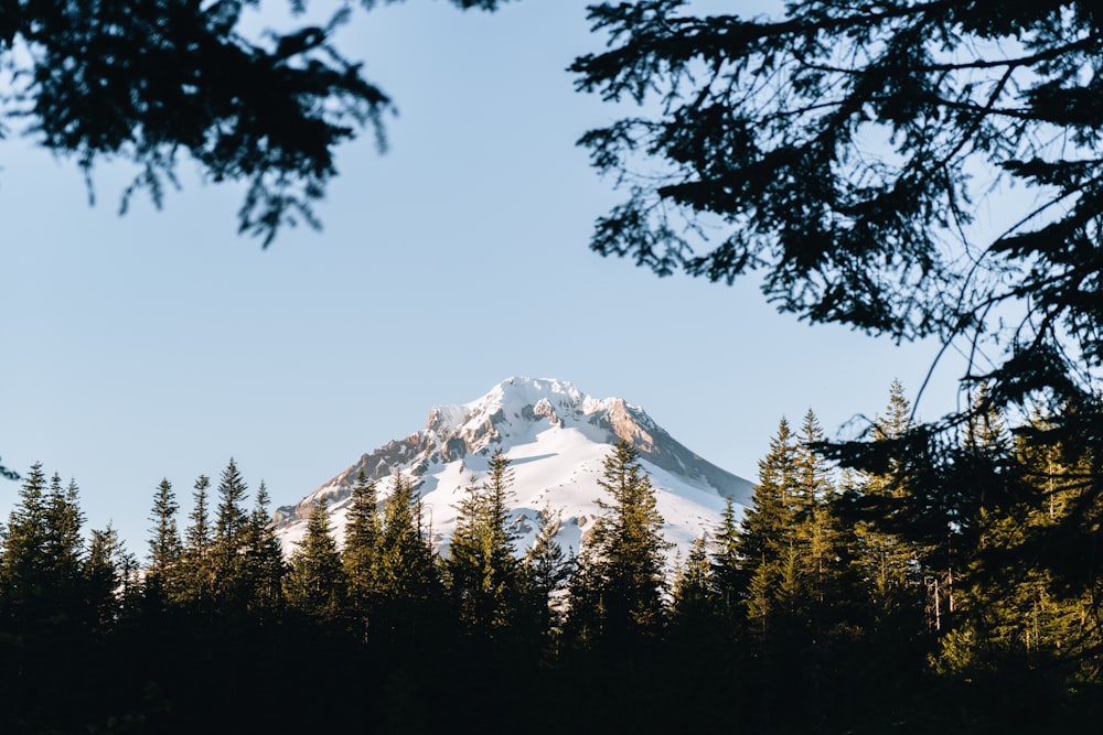 a snowy mountain with trees