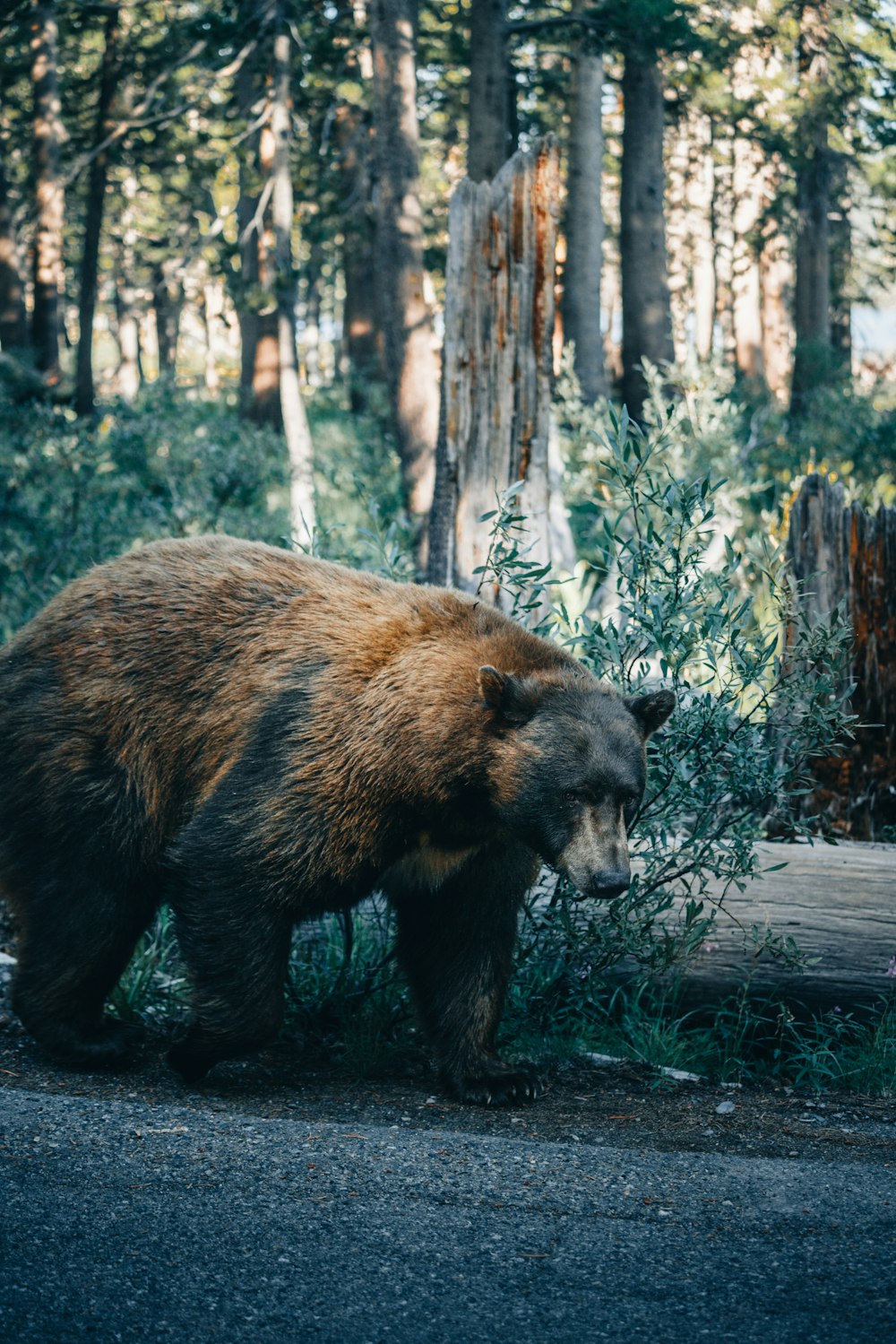 a bear walking on a road