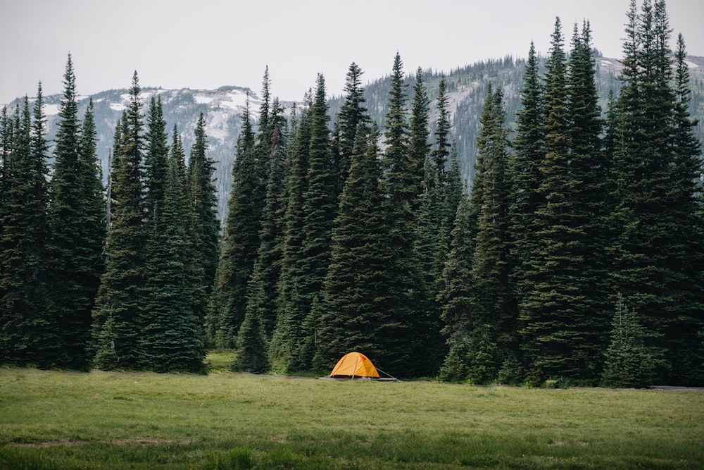 a tent in a forest