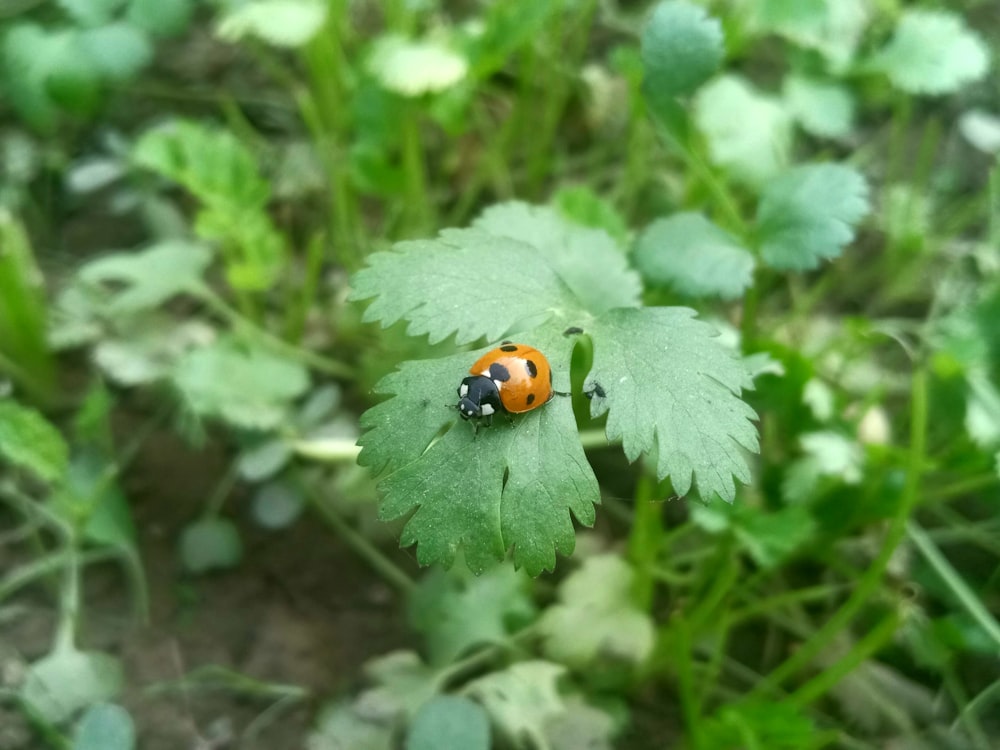 a ladybug on a leaf