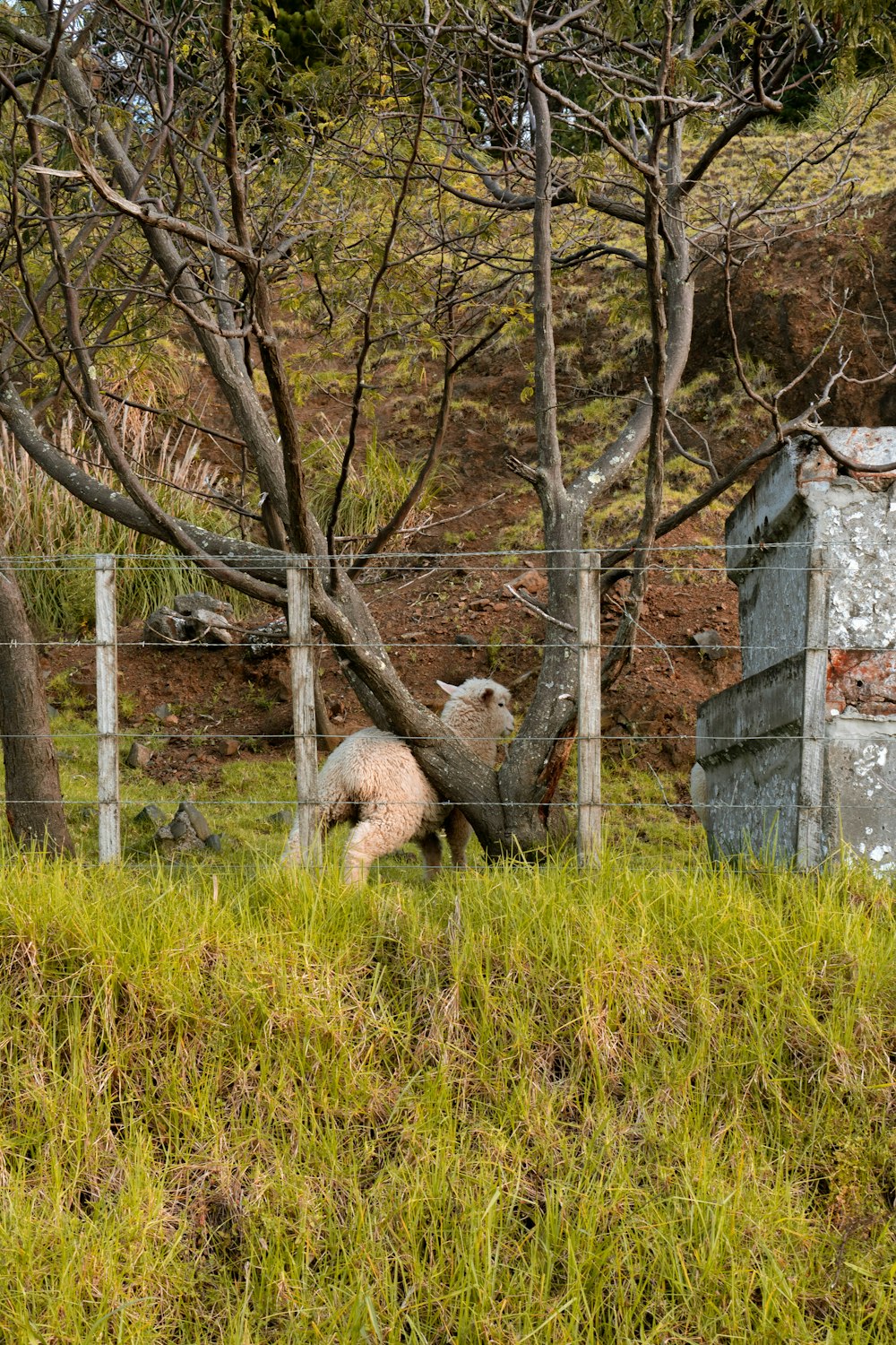 a couple of sheep in a fenced in area
