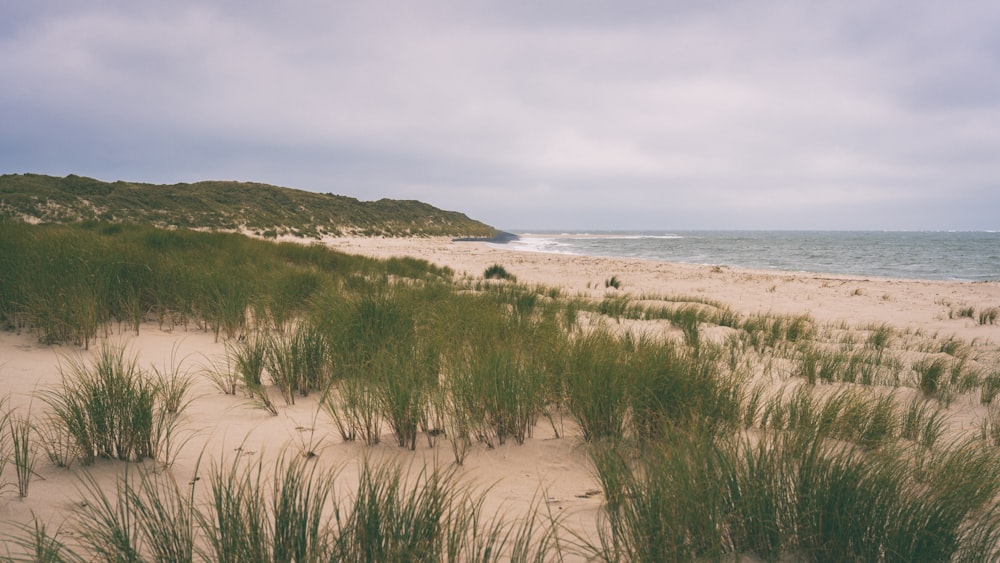 a beach with sand and grass