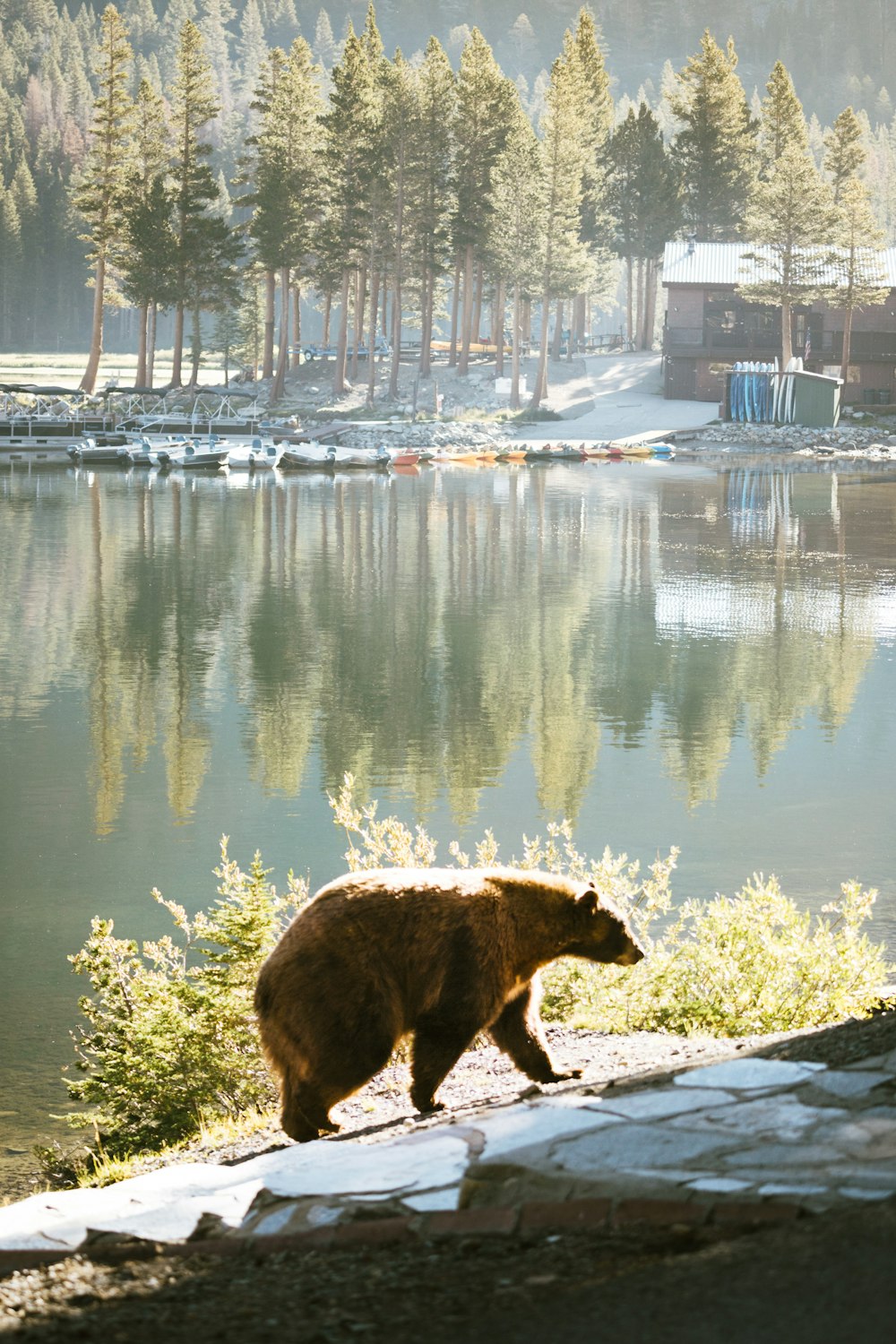 a bear walking on a rock next to a lake