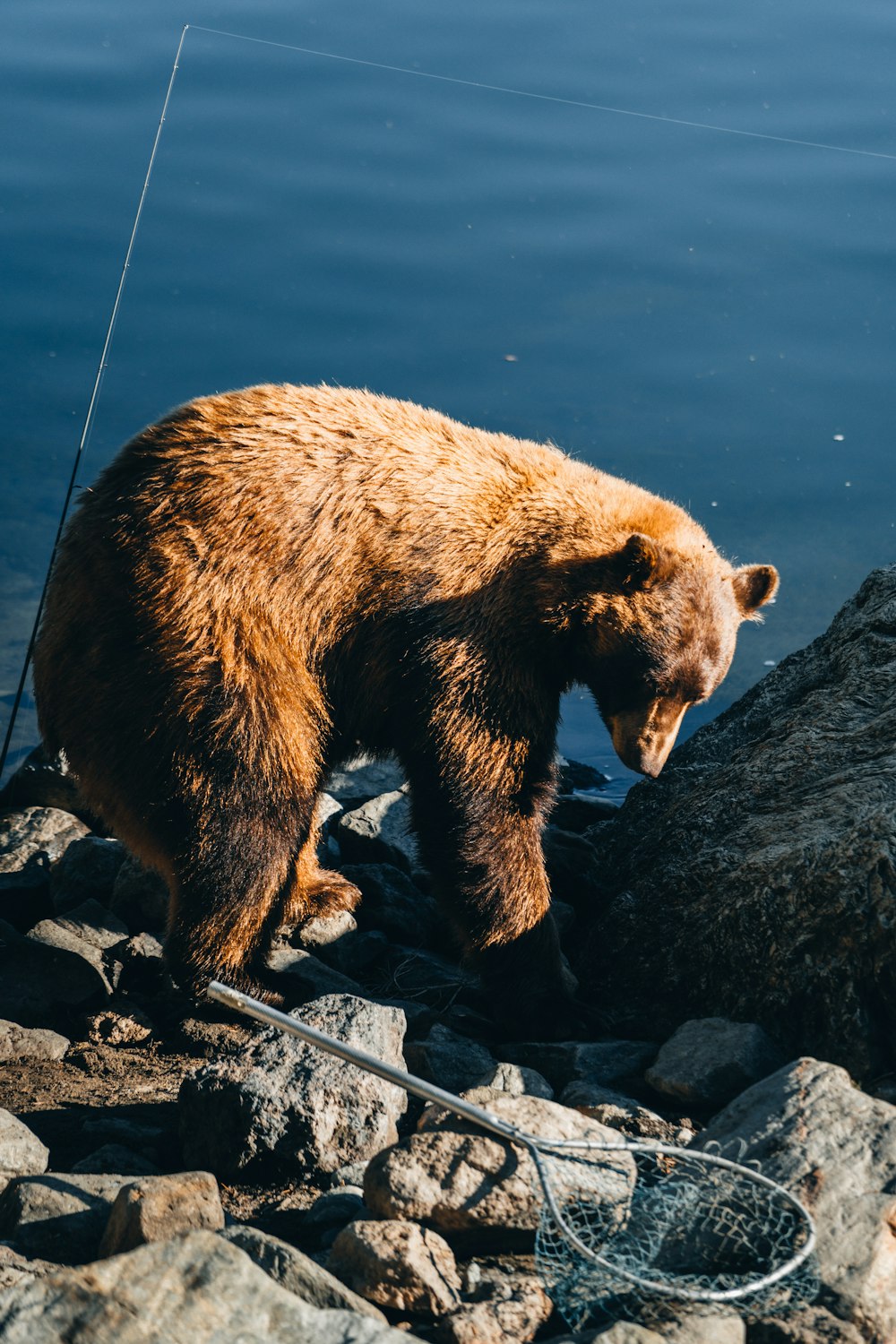 a bear walking on rocks