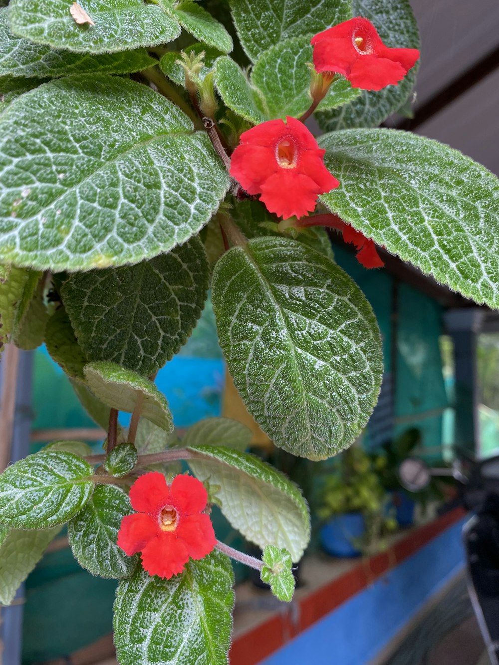 a plant with red flowers