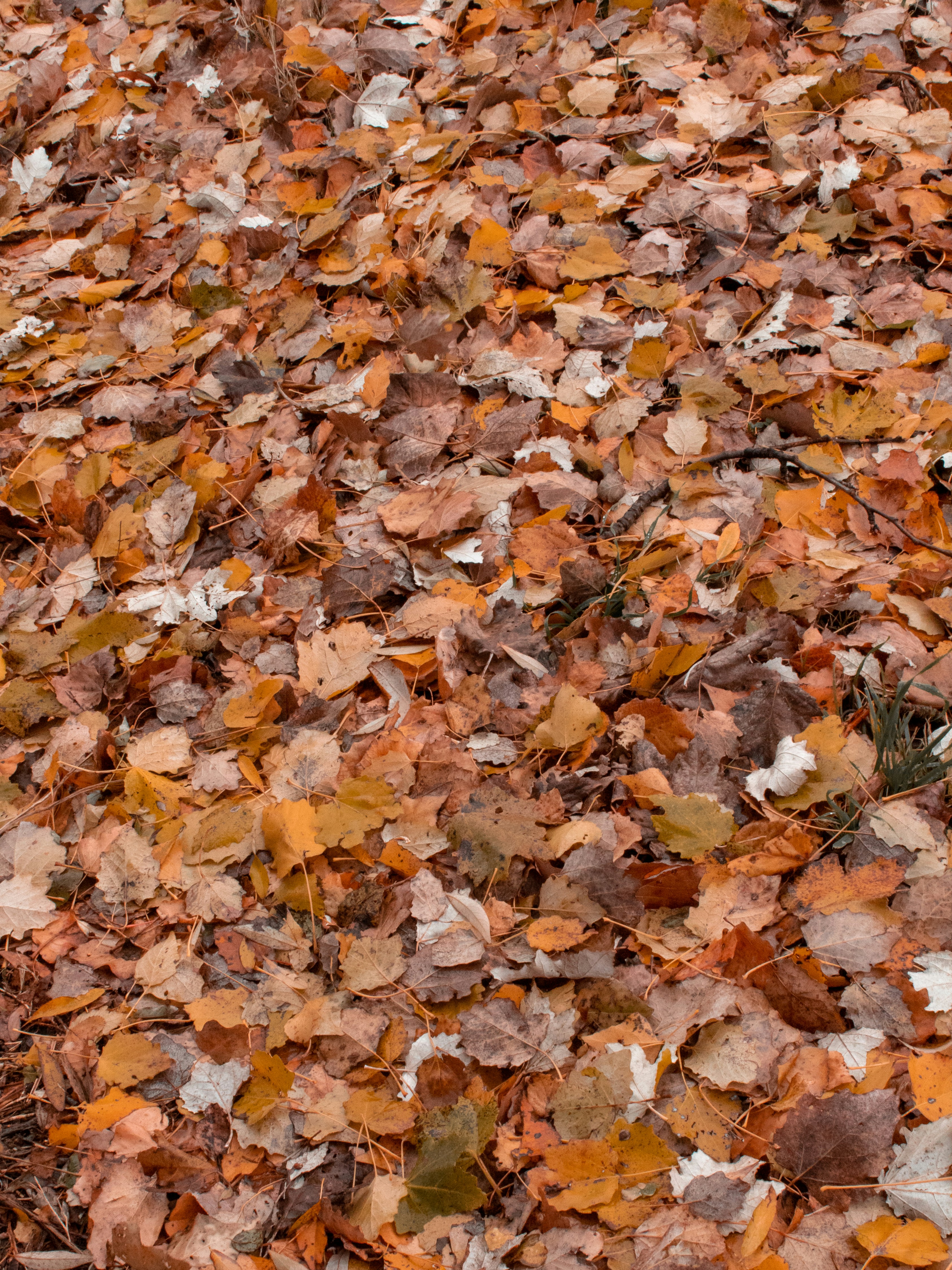 a pile of leaves