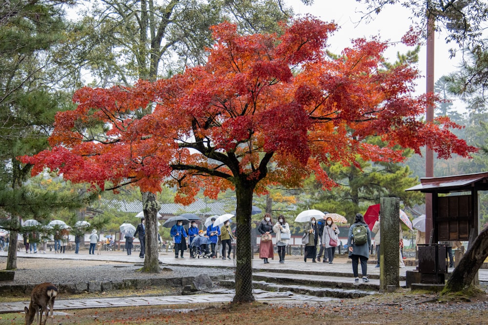 um grupo de pessoas andando sob uma árvore com guarda-chuvas