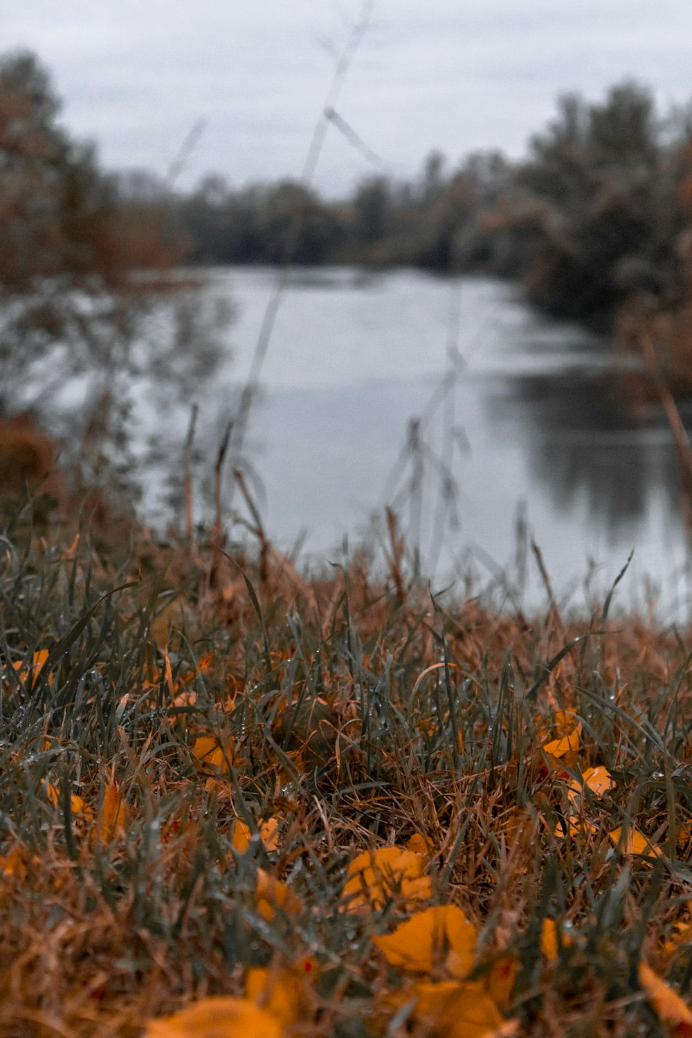 a river with grass and trees around it