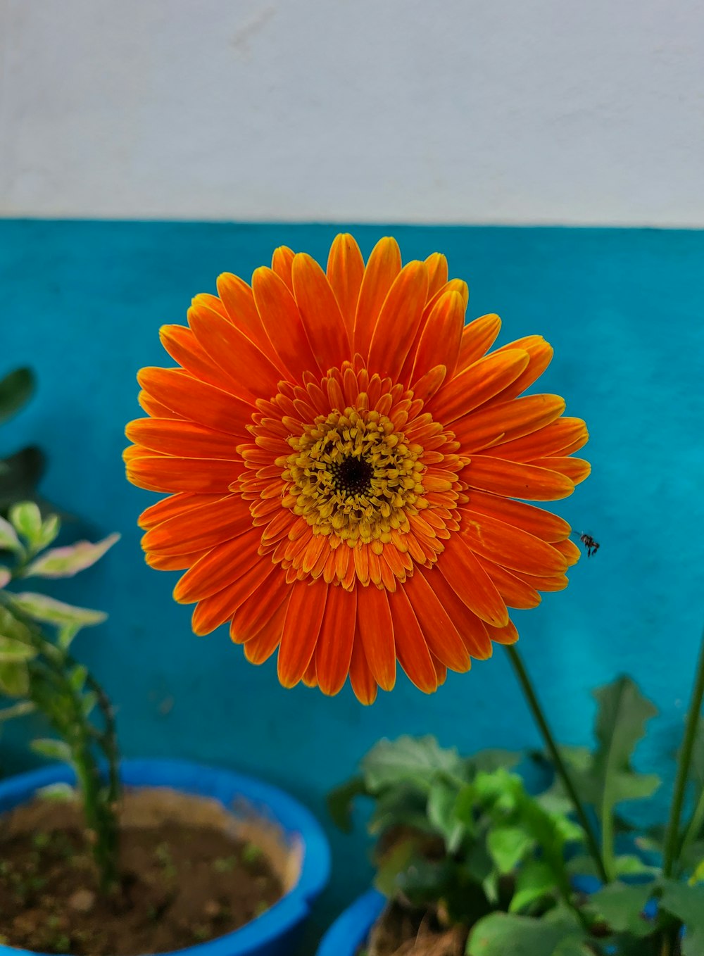 a flower with a yellow center